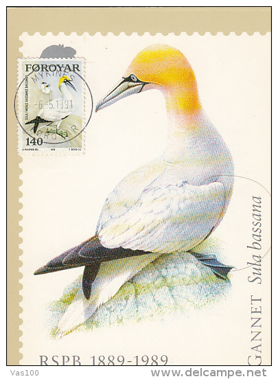 GANNET- SULA BASSANA, CM, MAXICARD, CARTES MAXIMUM, 1991, FEROE ISLANDS - Albatros