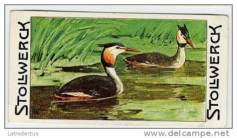 Stollwerck - Règne Animal – 21.5 (FR) – Fuut, Podiceps, Great Crested Grebe,  Grèbe Huppé - Stollwerck