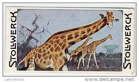 Stollwerck - Règne Animal – 11.4 (FR) – Girafe, Giraffe - Stollwerck