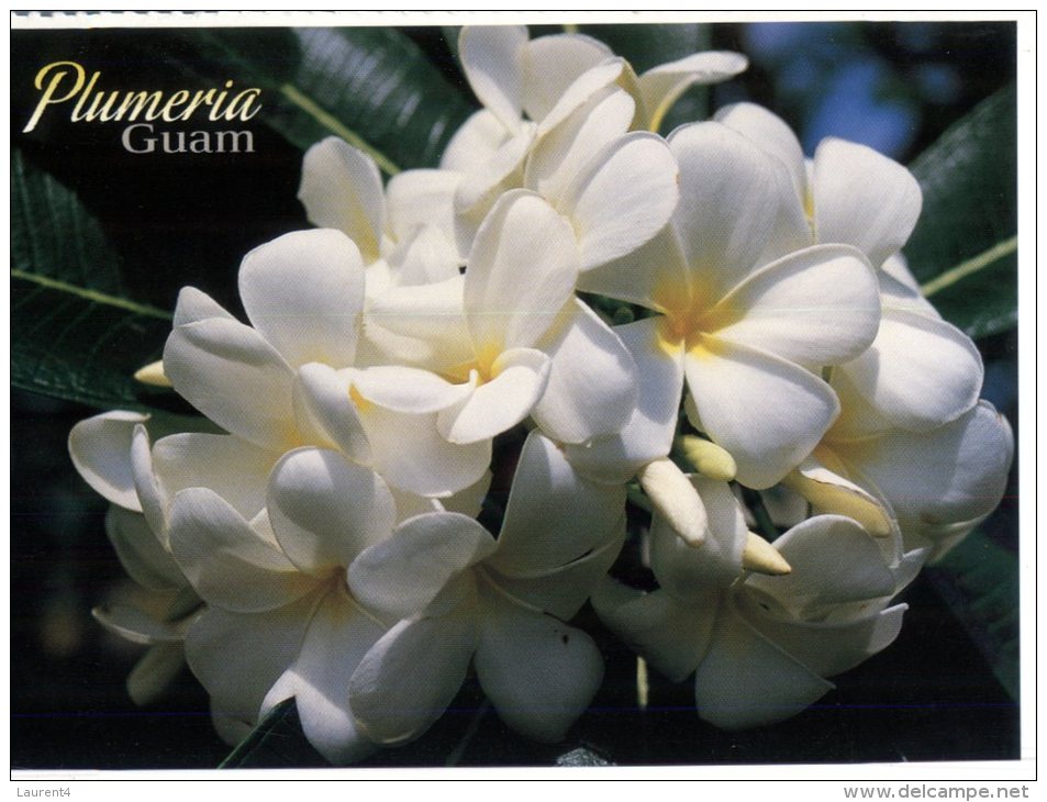 (987) Island Of Guam - Plumeria - Guam