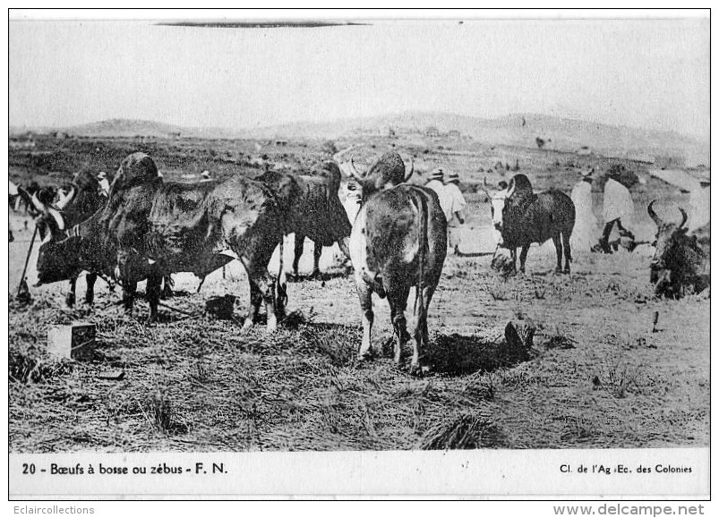 Afrique Noire A.E.F.    Tchad      Zébus   ( Voir Scan ) - Tchad