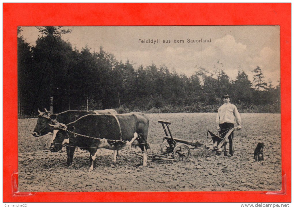 Feldidyll Aus Dem Sauerland  (édit : J Scharenberg Plettenberg  , Non écrite ) - Plettenberg