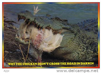 Australie. Le Repas D´un Crocodile A Darwin. Une Cp Neuve. Format  170 X 120 Mm - Darwin