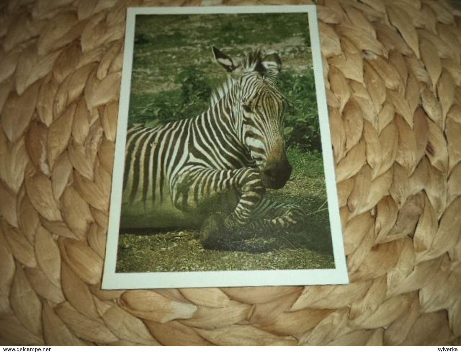 Tier Postkarte  Zebra - Zebras