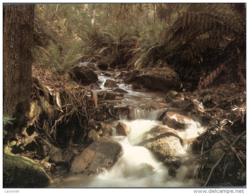 (259) Australia - ACT -  Tidbinbilla Nature Reserve - Canberra (ACT)