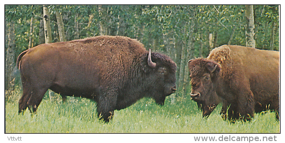 Fiche Cartonnée, NESTLE "Merveilles Du Monde", LE BISON, N° 6 - Chocolate