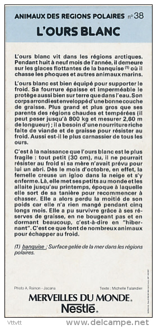 Fiche Cartonnée, NESTLE "Merveilles Du Monde", L'OURS BLANC, N° 38, "Animaux Des Régions Polaires" - Chocolate