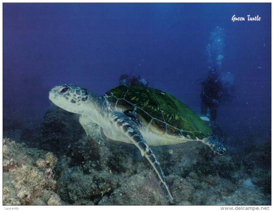 (260) Turtle - Green Turtle - Tortue Verte - Schildkröten