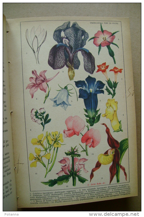 PBX/9 Della Beffa SCIENZE NATURALI S.E.I. 1944/botanica/zoologia/anatomia - Medecine, Biology, Chemistry