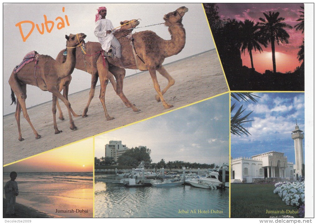 ZS42501 View Of Dubai  United Arab Emirates Chamel Camel    2  Scans - Ver. Arab. Emirate