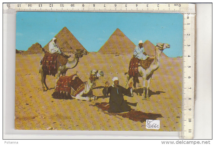 PO2066C# EGITTO - EGYPT - GYZA - CAMMELLIERI ARABI   VG 1982 - Guiza