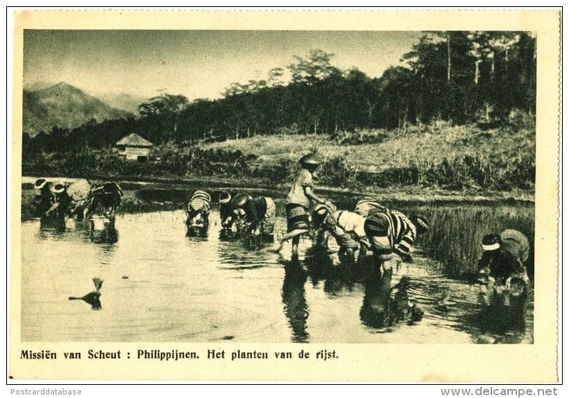 Missiën Van Scheut: Philippijnen. Het Planten Van De Rijst. - & Farmer - Philippines