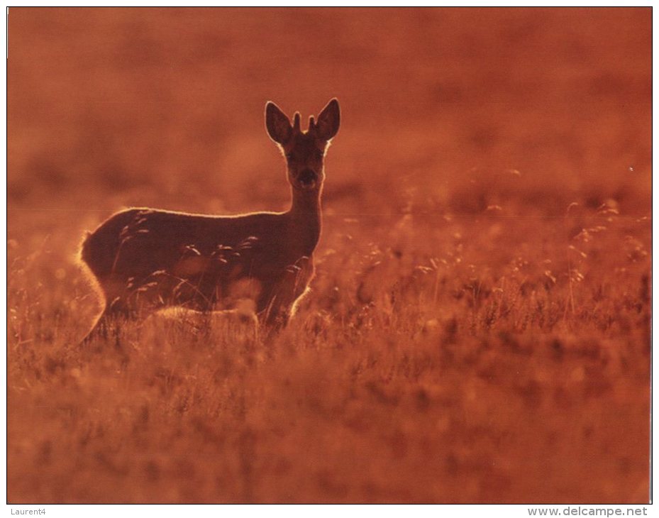 (310) Gazelle Ou Biche - Deer - Insectos