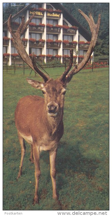 POSTKARTE HORHAUSEN-OBERSTEINEBACH WALDHOTEL HEIDERHOF HIRSCH FLAMMERSFELD Roe Fallow Deer Daim Chevreuil Cerf Postcard - Altenkirchen