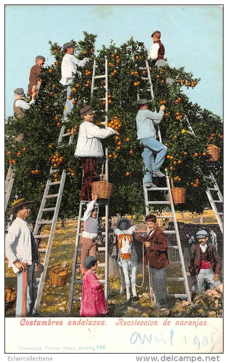 Espagne  Andalousie   Recolte Des Oranges - Autres & Non Classés