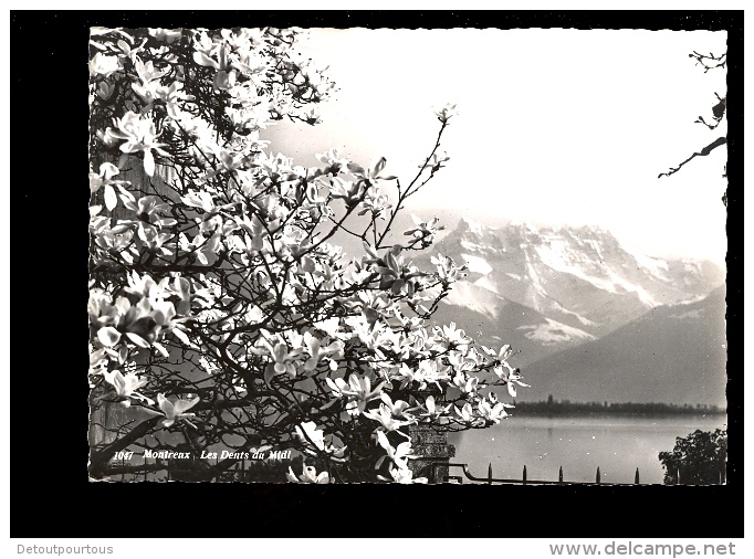 MONTREUX Vaud : Vue Sur Le Lac Et Les Dents Du Midi Premier Plan Bel Arbre En Fleurs - Premier