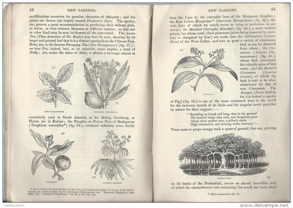 Botanique/Horticulture/Gu ide / Royal Botanic Garden of KEW/ W.J. HOOKER/ London/ 1848  LIV12