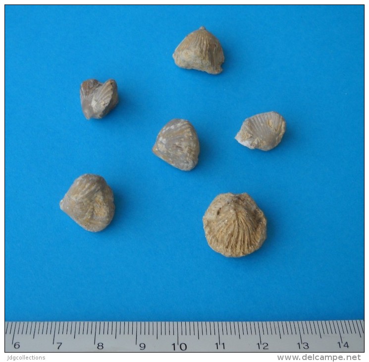 # Lot 6 BRACHIOPOD FOSSILS - Region Du Verdon, South France, Middle Jurassic - Fossils