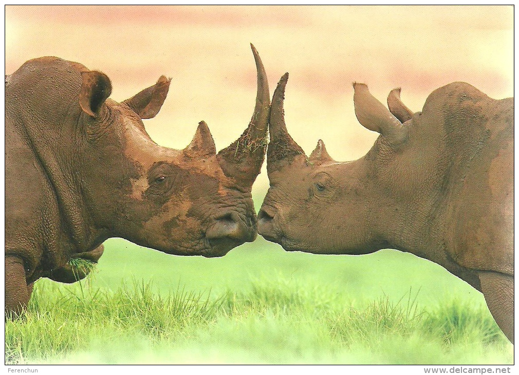 RHINOCEROS * RHINO * ANIMAL * Myletos Art P022 * Hungary - Rhinoceros