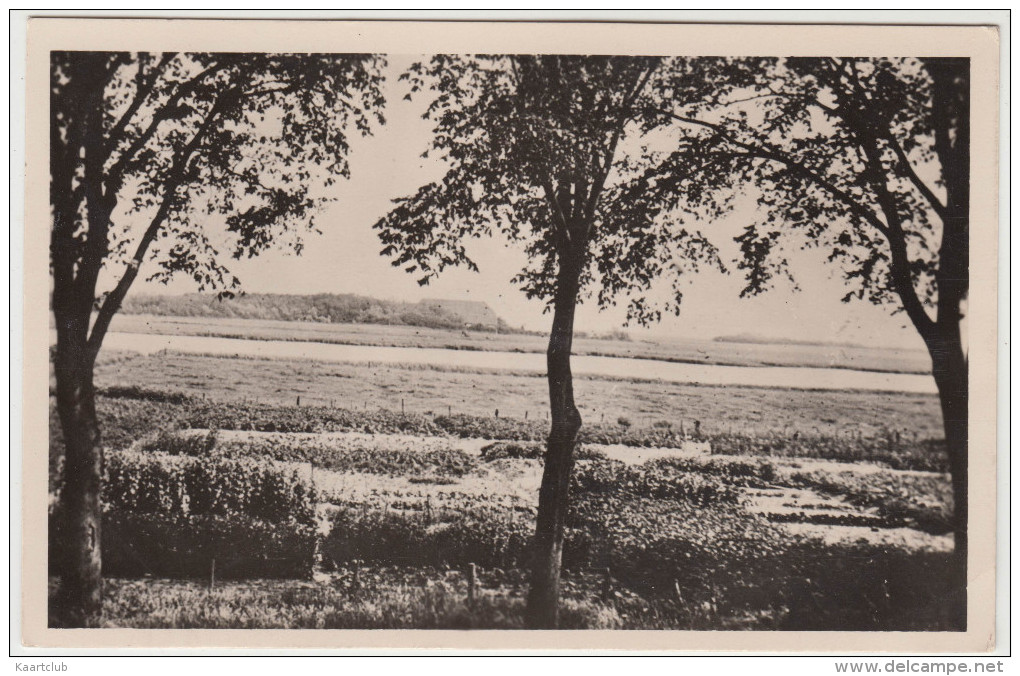 Texel - Uitzicht Op De Roggesloot   (1956) - Holland/Nederland  (2 Scans) - Texel