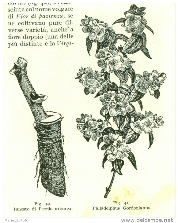 MANUALE HOEPLI, IL LIBRO DEL GIARDINIERE, II VOL., ANGIOLO PUCCI, 1939, QUINTA EDIZIONE - Medecine, Biology, Chemistry