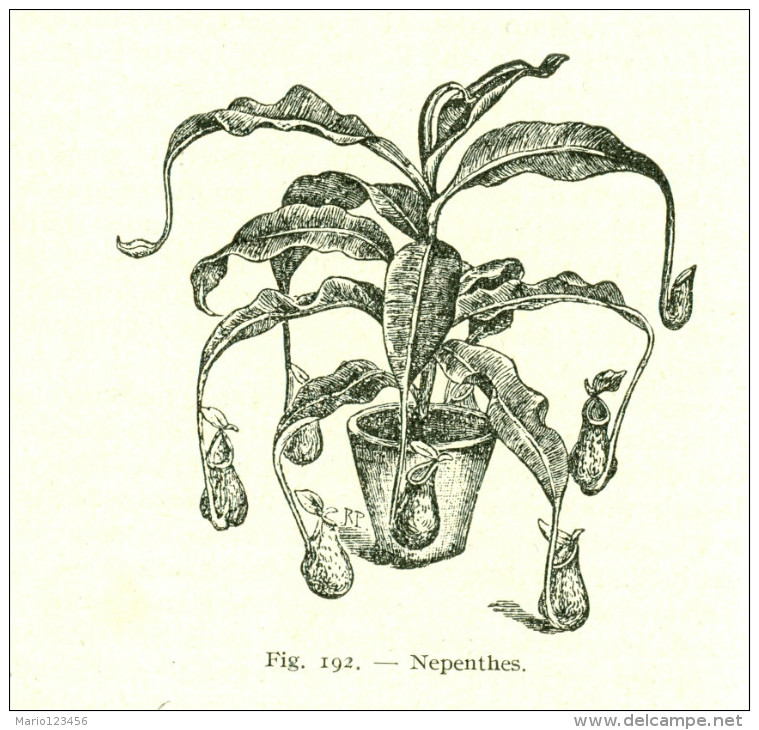 MANUALE HOEPLI, IL LIBRO DEL GIARDINIERE, II VOL., ANGIOLO PUCCI, 1939, QUINTA EDIZIONE