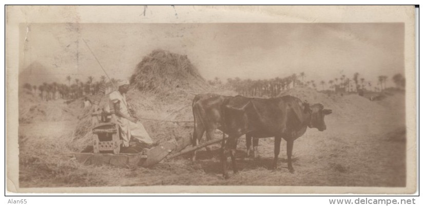 'Fellah Working' Cairo Postcard Trust #3, Man Man Farms Equipment, C1910s/20s(?) Vintage Postcard - Persons