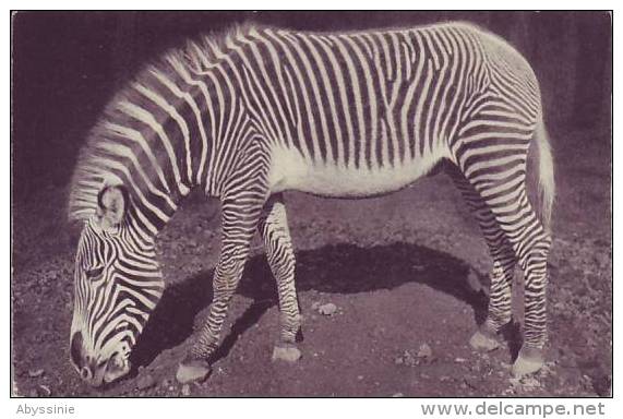 Un ZEBRE De Grevy - D2 56 - Zebras