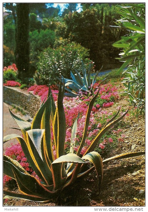 COTE D'AZUR-JARDIN FLEURI-CACTUS - Cactusses