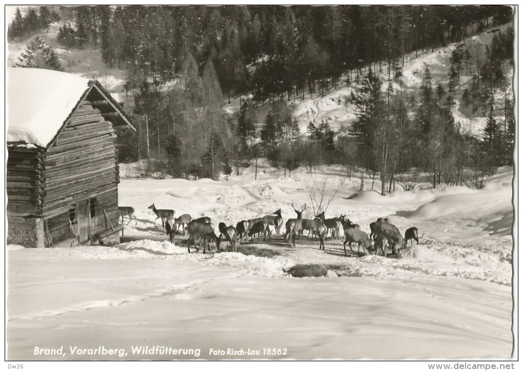 Brand, Vorarlberg, Wildfütterung (élevage De Cerfs) Foto Risch-Lau - Carte Non Circulée - Brandertal