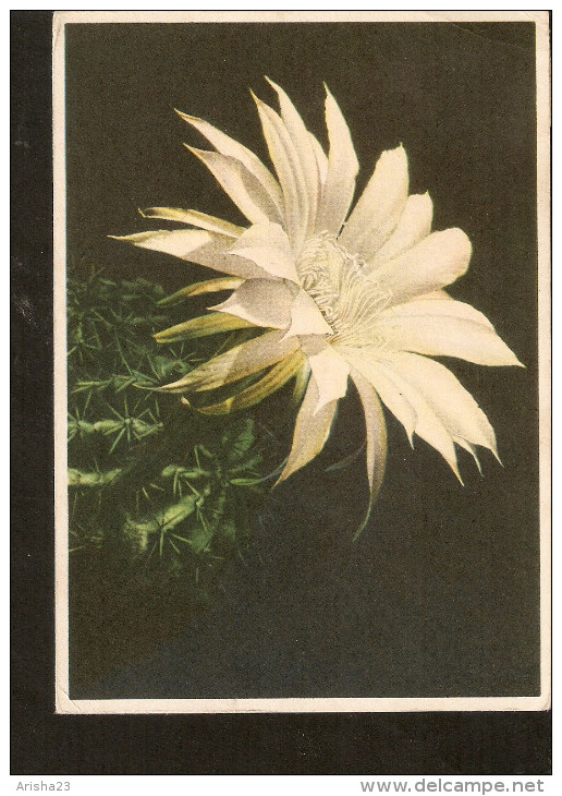 5k. Germany Flora Flowers Cactus - 1962 Fabfoto Helmut Schafer - Erhard Bunkowsky - Sukkulenten