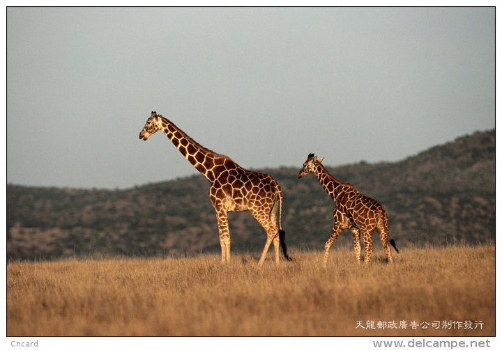 [ T04-006 ]  Giraffes Girafe ,  China Pre-stamped Card, Postal Stationery - Giraffen