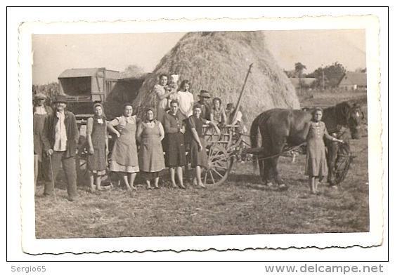 HARVEST-TRACTORS - HORSE WITH TRAILER-ORIGINAL PHOTO-not Traveled - Tractors