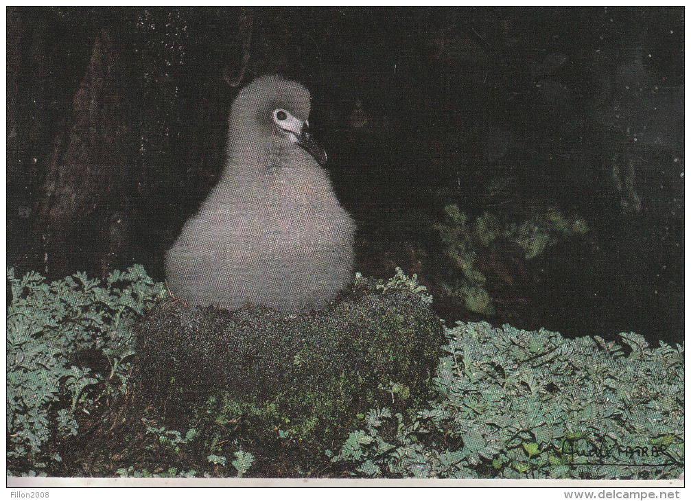 T.A.F.F -  Poussin D´albatros Fuligineux à Dos Clair - TAAF : Terres Australes Antarctiques Françaises