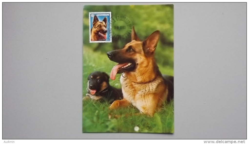 Luxemburg 1084 Yt 1034 Maximumkarte MK/MC, ESST, Schäferhund - Cartes Maximum