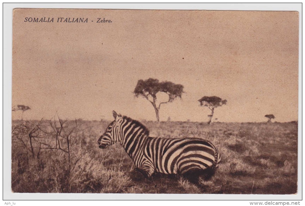 Ansichtskarte Aus Somalia Italiana Mit Zebras (w149) - Somalie