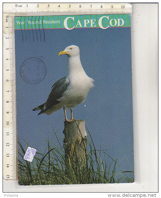 PO5182C# MASSACHUSETTS - CAPE CODE - SEA GULL - GABBIANO  VG 1992 - Cape Cod