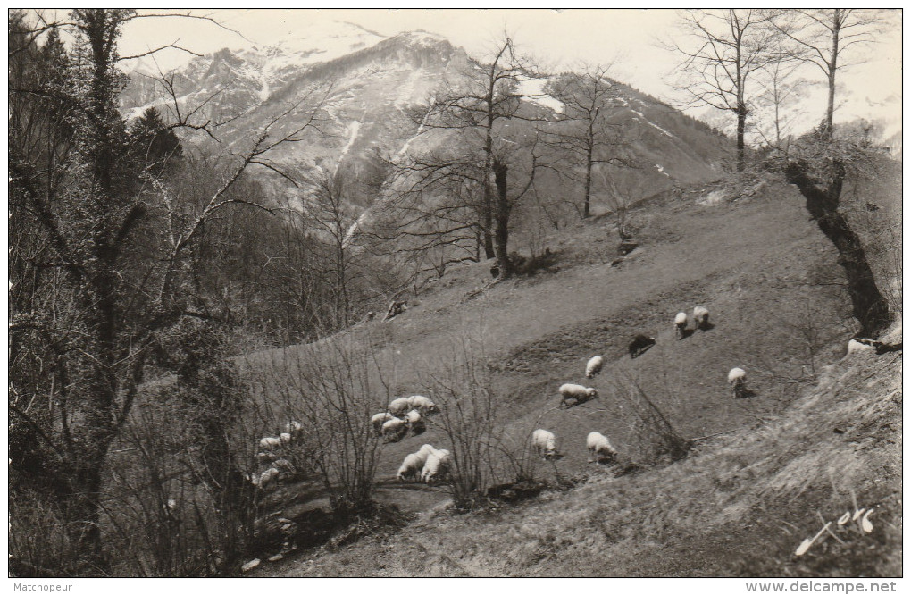 EAUX BONNES -64- PATURAGES SUR LA MONTAGNE VERTE AU FOND LES CINQ MONTS - Eaux Bonnes