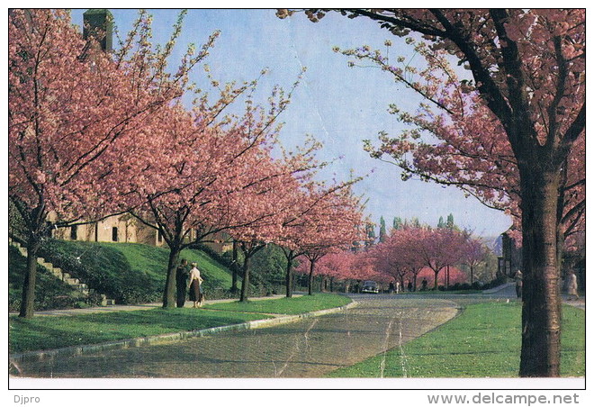 BOSVOORDE - BOITSFORT - LE LOGIS - CERISIERS EN FLEURS / BLOEIENDE KERSEBOMEN - Watermael-Boitsfort - Watermaal-Bosvoorde