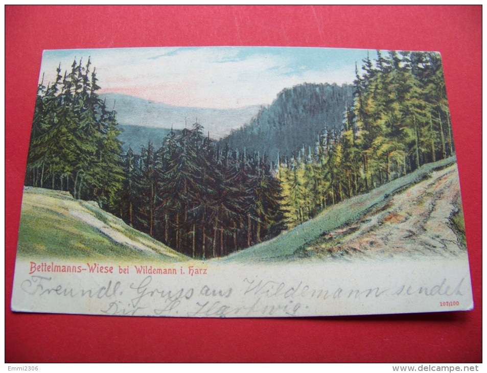 Wildemann I. Harz - Bettelmanns - Wiese  /   Gelaufen   1909      ( T - 12 ) - Wildemann