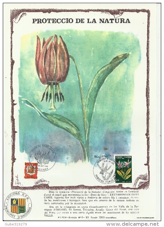 ANDORRA 1980 - GRANDE CARTE MAXIMUM  FLEUR-FLOWERS – NATURE: DENT DE GOS (ERYTHRONIUM DENS-CANIS) AVEC 1 TIMBRE POSTE FR - Cartas Máxima