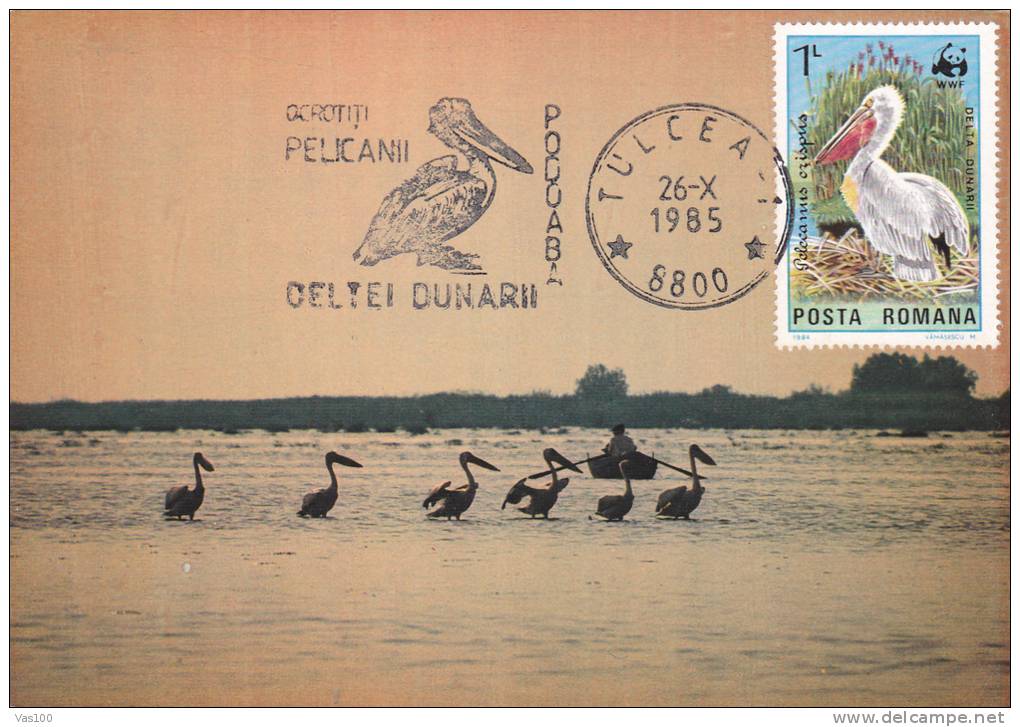 PELICANS,1985,CM,MAXI CARD,CARTES MAXIMUM,ROMANIA - Pélicans