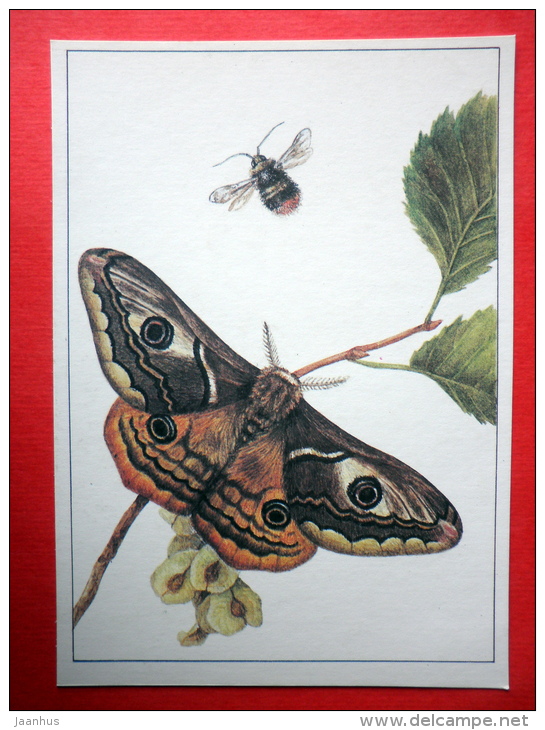 Small Emperor Moth , Saturnia Pavonia - Bombus Proteus - Insects - 1987 - Russia USSR - Unused - Insects