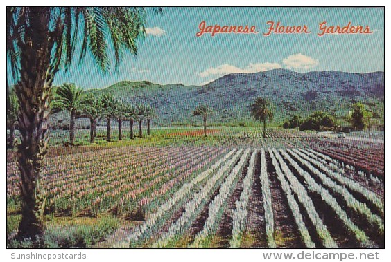 Japanese Flower Gardens Phoenix Arizona - Phönix