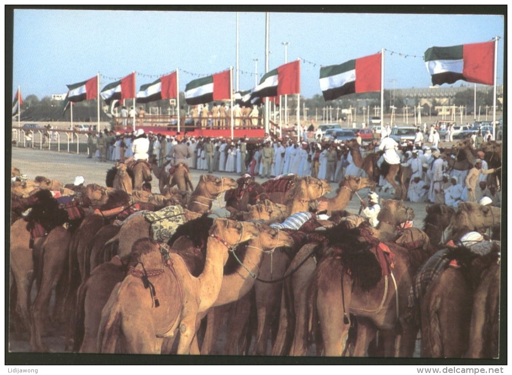 UAE DUBAI CAMEL RACING 3 POSTCARDS - Verenigde Arabische Emiraten