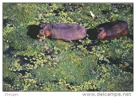 HIPPOPOTAMUS   Postcard Unused   ( Z 43 ) - Nijlpaarden