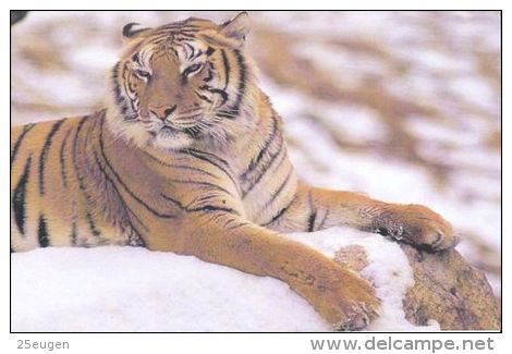 TIGER   Postcard Unused   ( Z 95 ) - Tigres