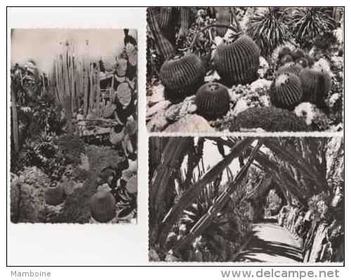 MONACO  Lot De 3 Cartes = Jardin Exotique Cpsm - Giardino Esotico