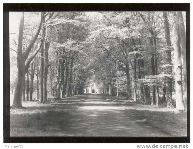 22 Ploufragan Les Chatelets Sous Bois La Grande Allée édit. Photo Véritable - Ploufragan