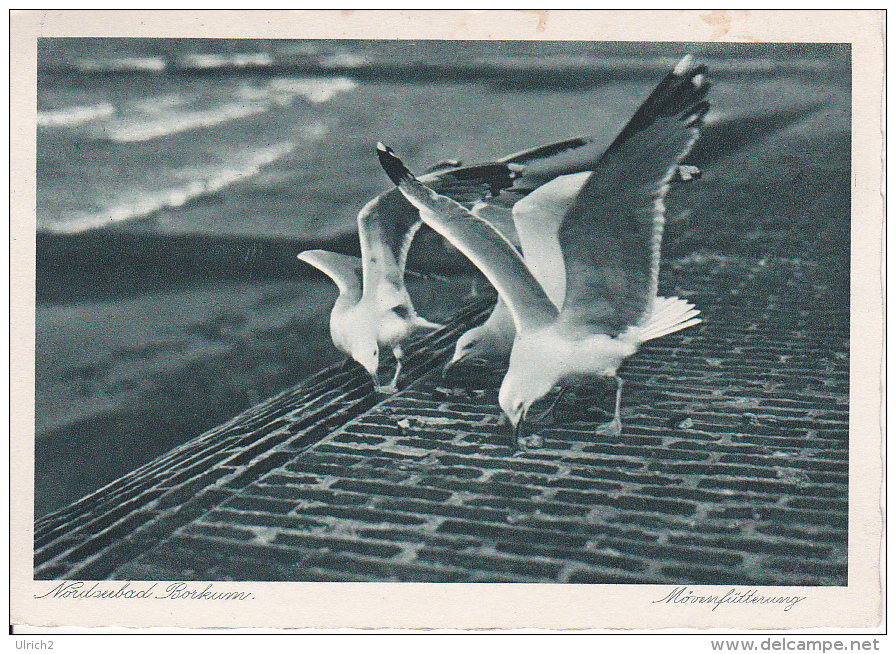 AK Nordseebad Borkum - Möwenfütterung (7562) - Borkum